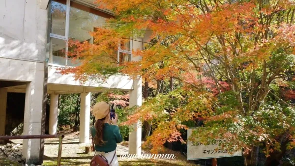 別子山ふるさと館周辺のモミジの木