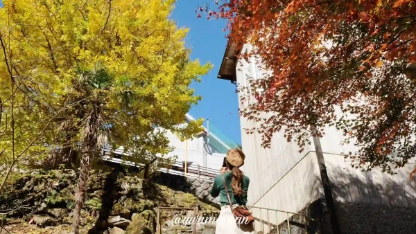 別子山ふるさと館周辺のイチョウの木とモミジの木