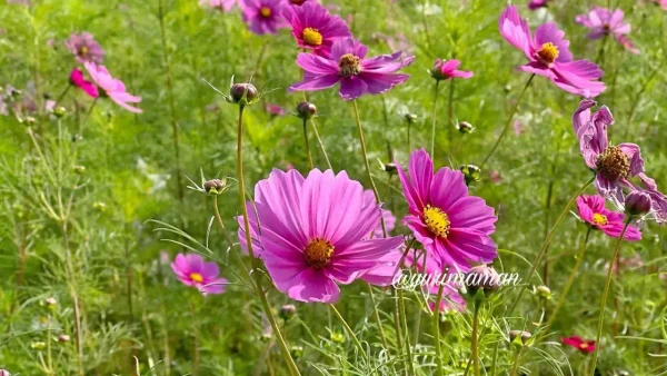 エミフルMASAKIのコスモス畑 赤や白のコスモスの花が咲くアップ写真