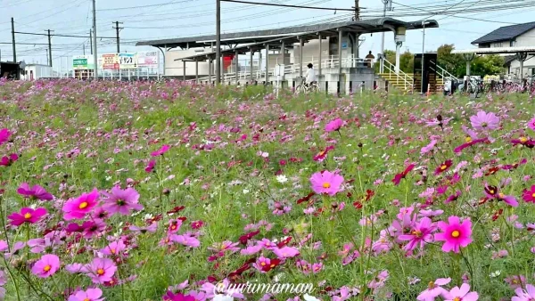 エミフルMASAKIのコスモス畑 赤や白のコスモスの花が咲く様子の写真