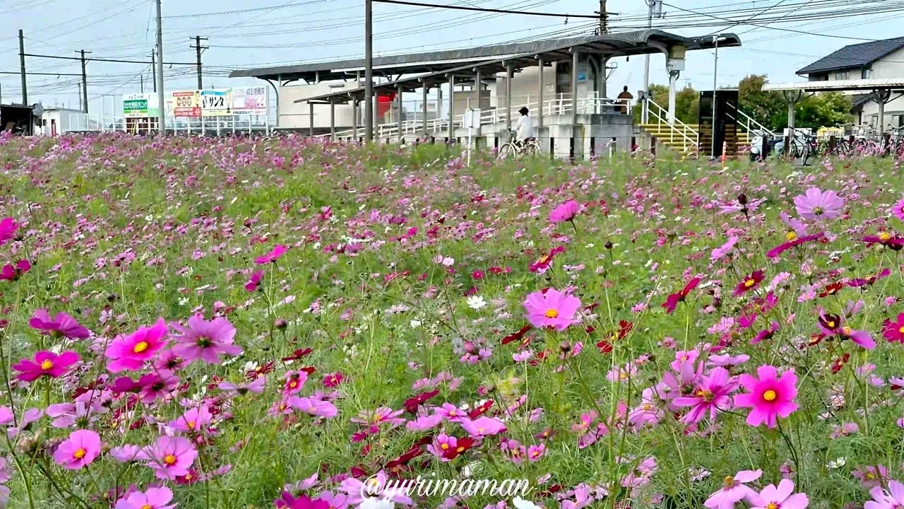 エミフルMASAKIのコスモス畑 赤や白のコスモスの花が咲く様子の写真 - ゆりママんブログ エミフルMASAKIのコスモス畑 赤や白のコスモスの花が咲く様子の写真