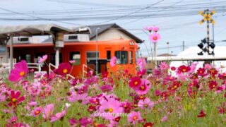 エミフルMASAKIコスモス畑（古泉駅前・恋泉畑）サムネイル画像