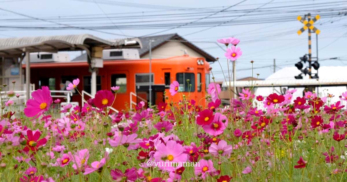 エミフルMASAKIコスモス畑（古泉駅前・恋泉畑）サムネイル画像