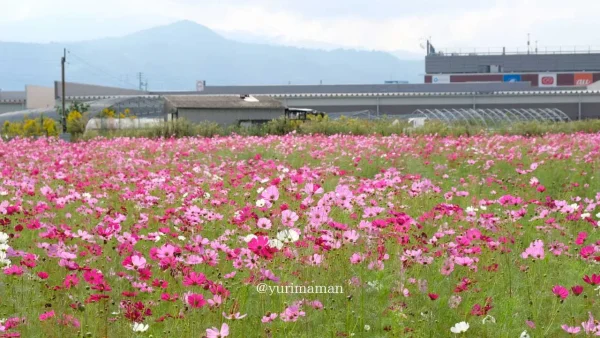 エミフルMASAKIのコスモス畑 満開のピンクや白のコスモスと青空の風景1