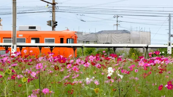 エミフルMASAKIのコスモス畑 伊予鉄の電車とのコラボレーション