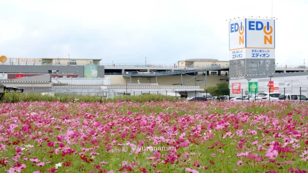 エミフルMASAKIのコスモス畑 満開のピンクや白のコスモスと青空の風景2