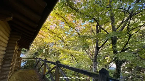 八幡浜市の夫婦岩の紅葉_色づき始め2