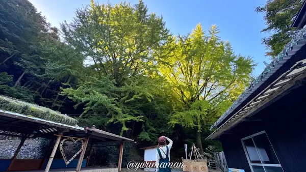 八幡浜市の夫婦岩の紅葉_イチョウも色づき始め