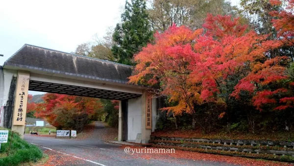 久万高原ふるさと旅行村の紅葉2
