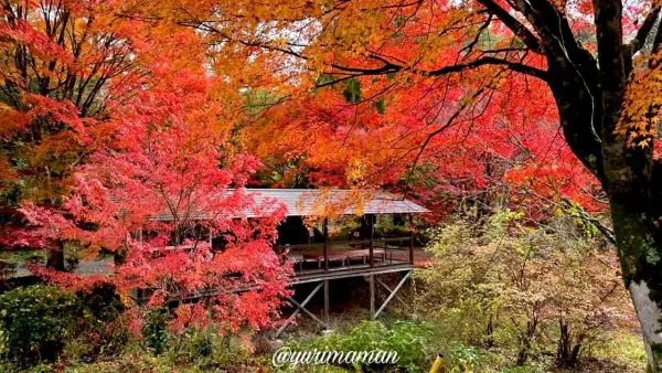 久万高原ふるさと旅行村の紅葉1
