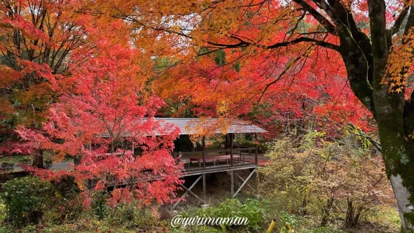 久万高原ふるさと旅行村_紅葉