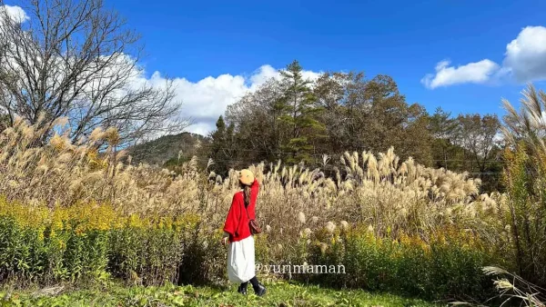 久万高原ふるさと旅行村のすすきがあるスポット
