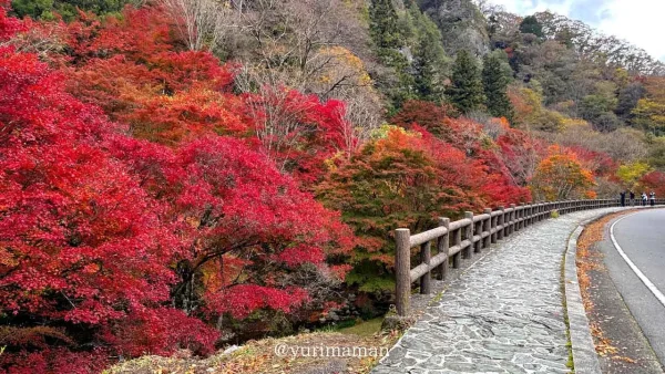古岩屋の紅葉（久万高原町）1