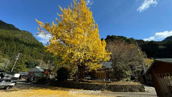 宝乗寺にある県指定天然記念物の大イチョウ2