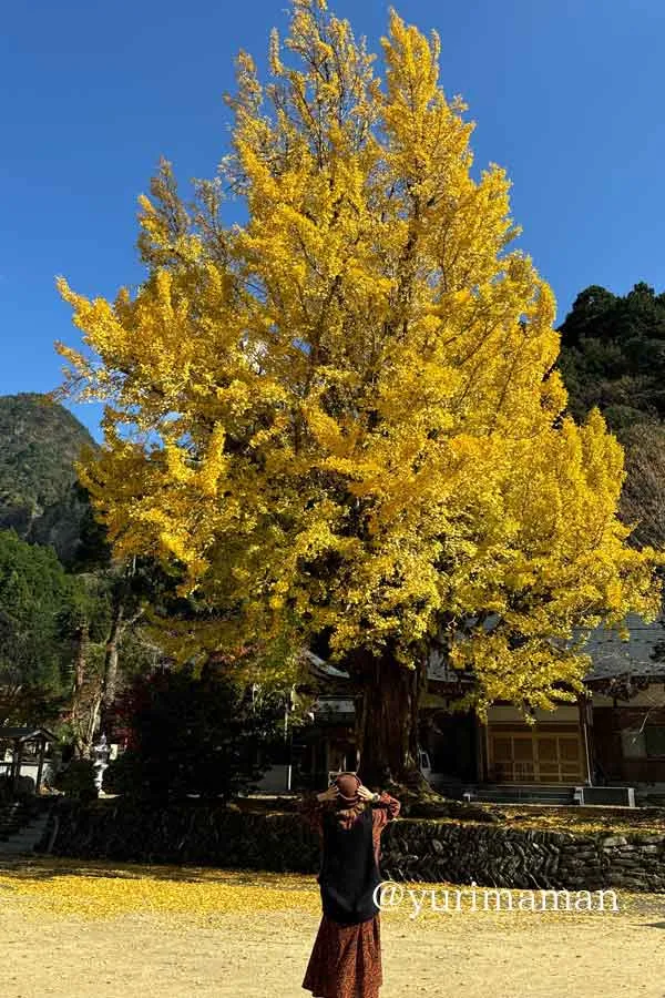 宝乗寺にある県指定天然記念物の大イチョウ