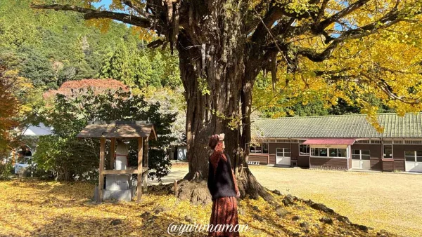 宝乗寺前の新宮少年自然の家とイチョウの景色