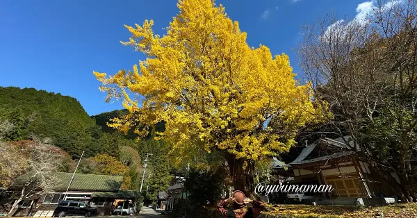 新宮町の紅葉スポットめぐりまとめ