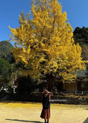 宝乗寺の大イチョウと青空（2024年11月撮影）