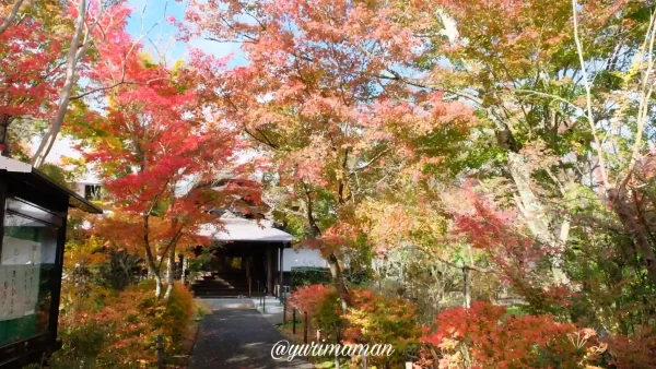 久万高原町法然寺の紅葉2