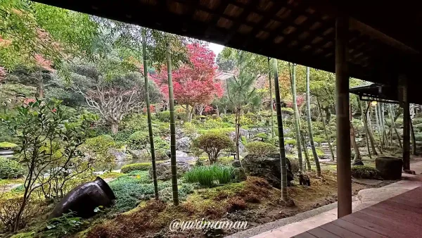 慈眼寺の紅葉まつりで楽しむ抹茶と紅葉の見える室内席2