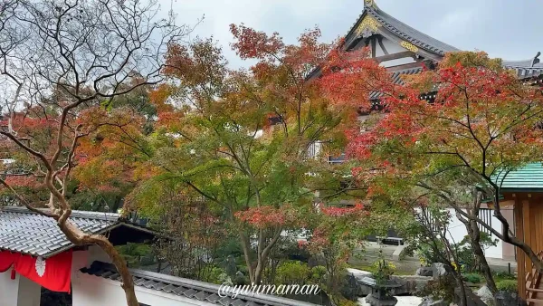 新居浜市・慈眼寺の鮮やかな紅葉と美しい秋の風景