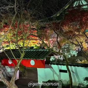 慈眼寺の紅葉ライトアップ2024_サムネイル画像