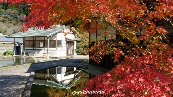 金砂湖畔公園の紅葉2024-2