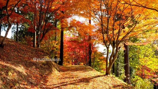 きららの森（久万高原町）もみじのトンネル