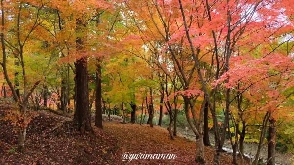 久万高原町きららの森_紅葉2