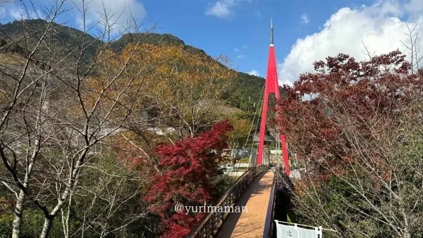 道の駅霧の森の吊り橋と紅葉の様子