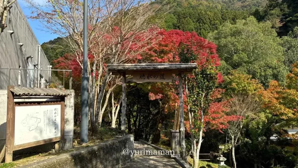 道の駅霧の森 聴水の道のゲートと色づく紅葉