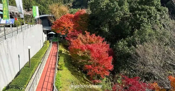 道の駅霧の森の鮮やかな紅葉（2024年11月撮影）