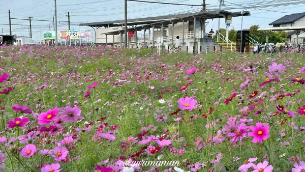 エミフルMASAI 恋泉畑のコスモス畑1