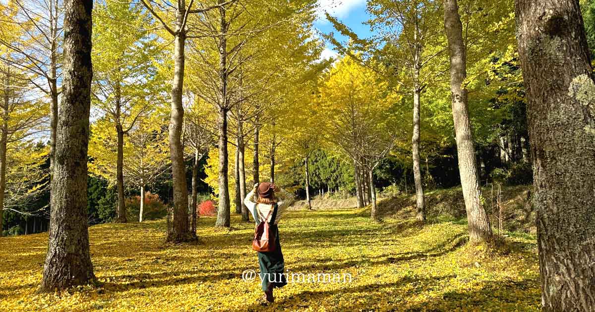 久万高原町の紅葉ドライブ2025｜高野展望台のイチョウ絨毯と秋の絶景スポット｜サムネイル画像