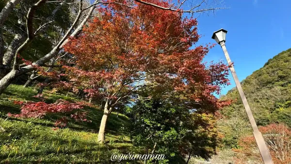 栗の里公園のもみじの木の紅葉