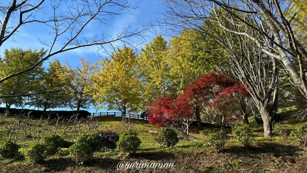 栗の里公園のイチョウの紅葉-1