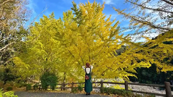 栗の里公園のイチョウの紅葉-2