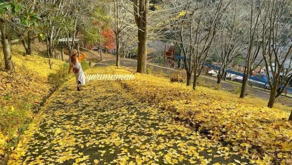 栗の里公園の紅葉（イチョウの木）伊予市中山町3