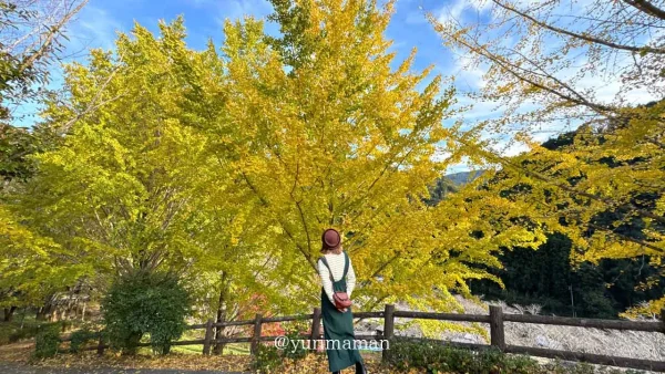 栗の里公園の紅葉（イチョウの木）伊予市中山町2