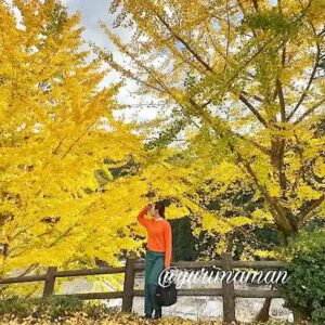 栗の里公園（伊予市）イチョウの木紅葉スポット｜サムネイル画像