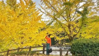 栗の里公園（伊予市）イチョウの木紅葉スポット｜サムネイル画像