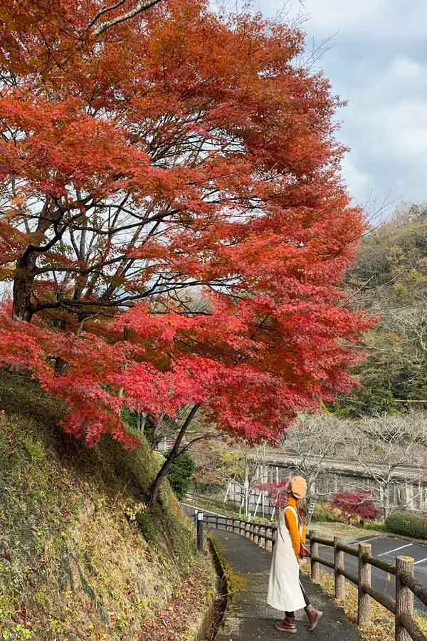 栗の里公園_もみじの木の紅葉