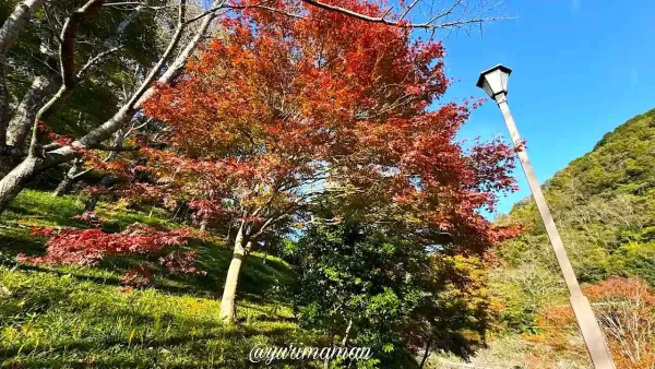 栗の里公園_もみじの木の紅葉2