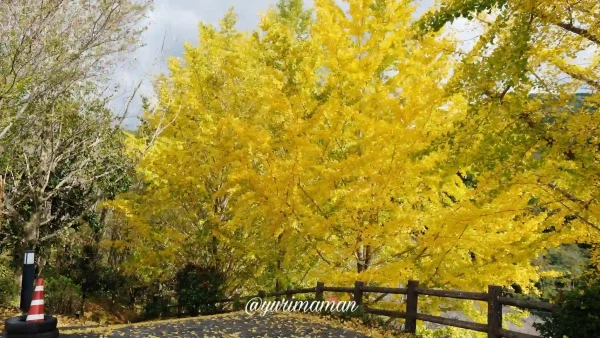 栗の里公園_イチョウの木見頃について