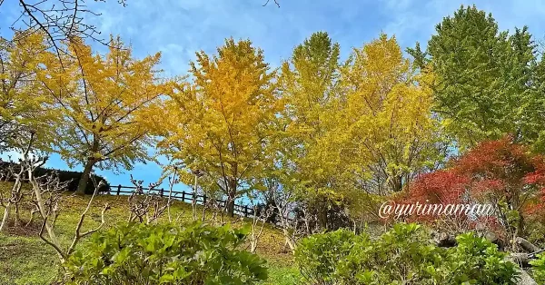 栗の里公園の紅葉（イチョウの木）伊予市中山町1