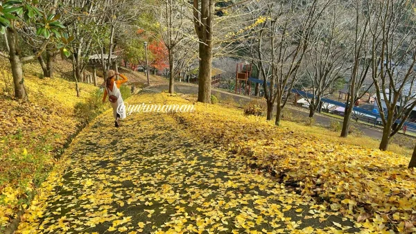 栗の里公園_イチョウのじゅうたん1