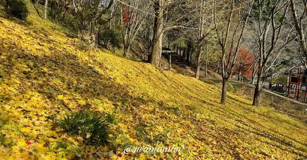 栗の里公園の紅葉（イチョウの木）伊予市中山町4