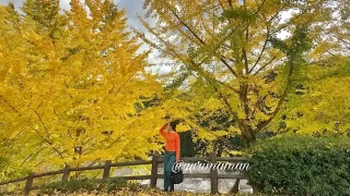 栗の里公園_イチョウの木紅葉スポット_サムネイル画像