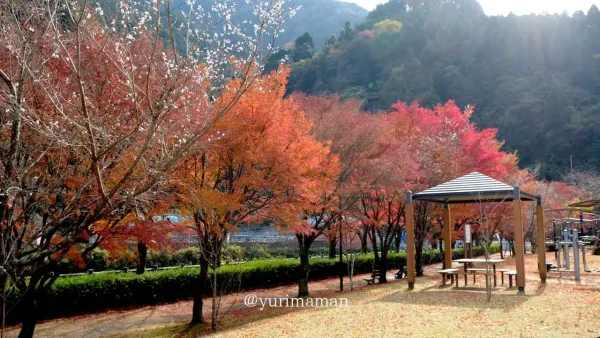 マイントピア別子の紅葉の様子 - ゆりママんブログ マイントピア別子の紅葉の様子