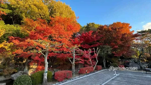 ライトアップ前の夕方に赤く色づく松山城二之丸史跡庭園の紅葉1
